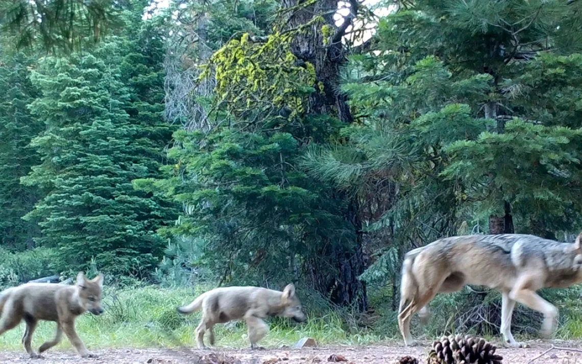 A wolf mother and her two pups caught walking along a path on a trail cam