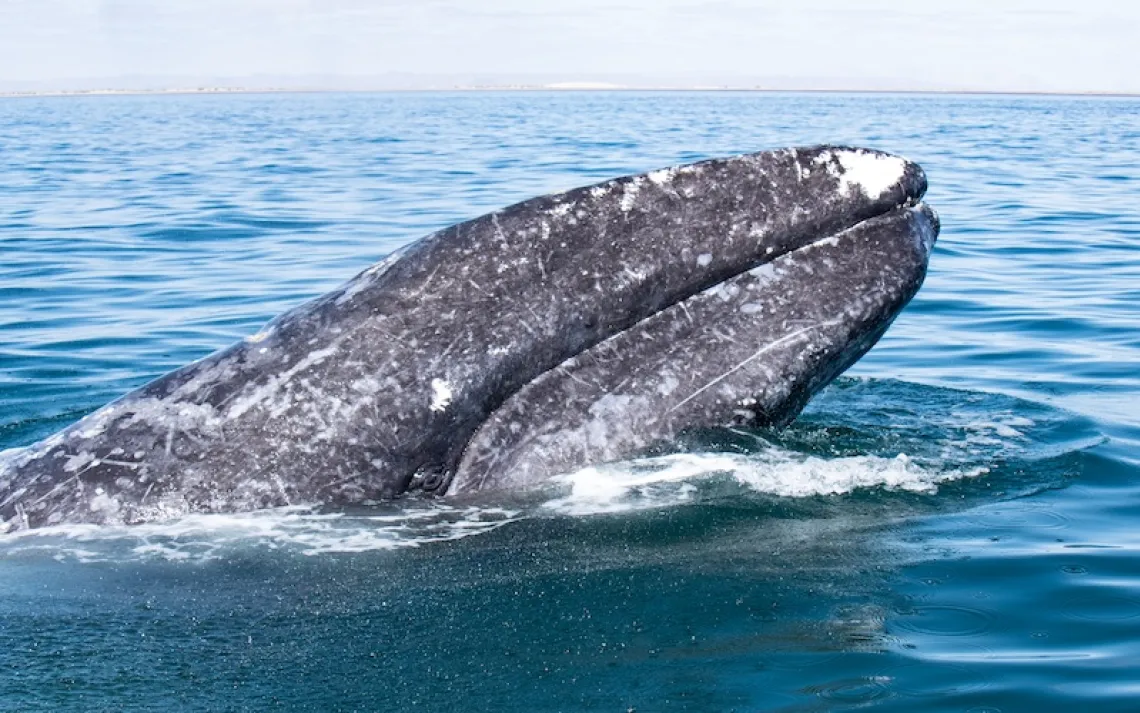 Courtesy of  Dr. Sergio Martinez A., Gray Whale Research in Mexico Program