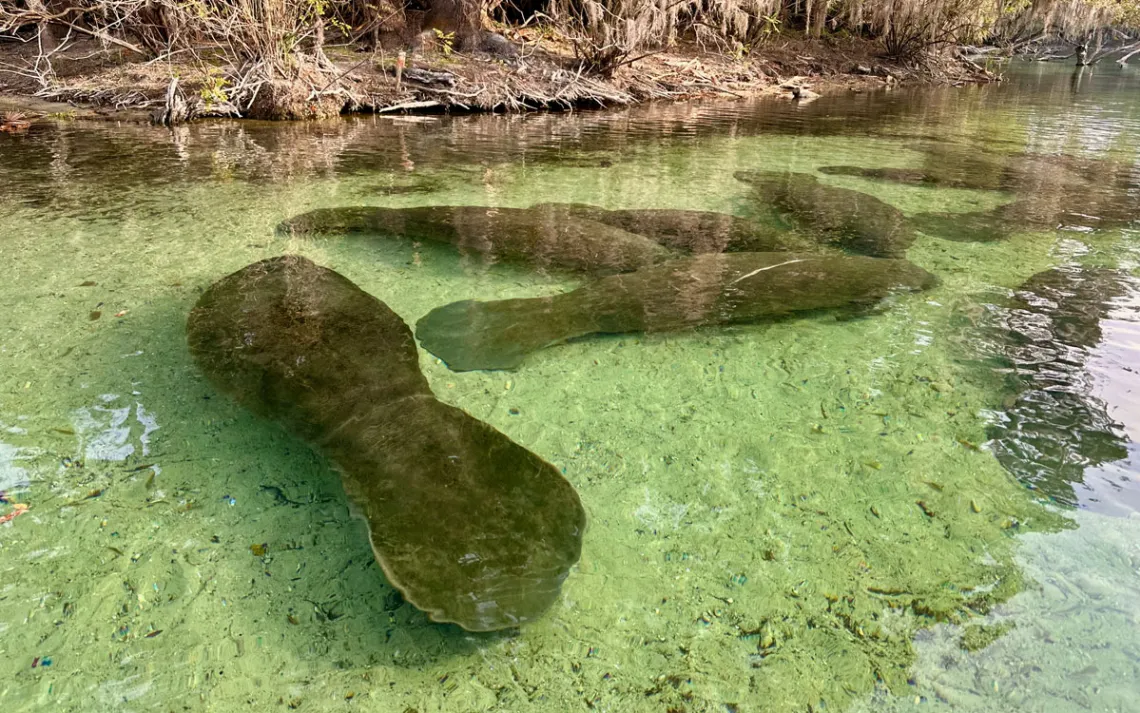 Manatees idling in the glass-clear waters of Blue Spring State Park.