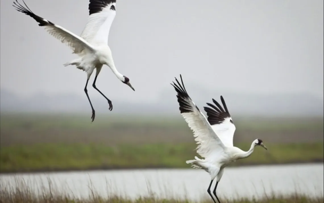 Endangered Species and Democracy Win on Earth Day | Sierra Club