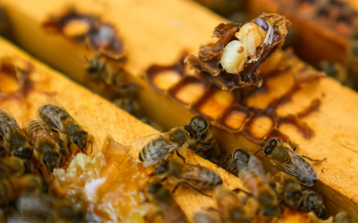 Parasitic mite Varroa is visible on a dead bee in a hive, Wednesday, June 21, 2023, in College Park, Md. A new survey says America's honeybee hives just staggered through the second highest death rate on record. The mites are a major factor why bee deaths are on the rise.