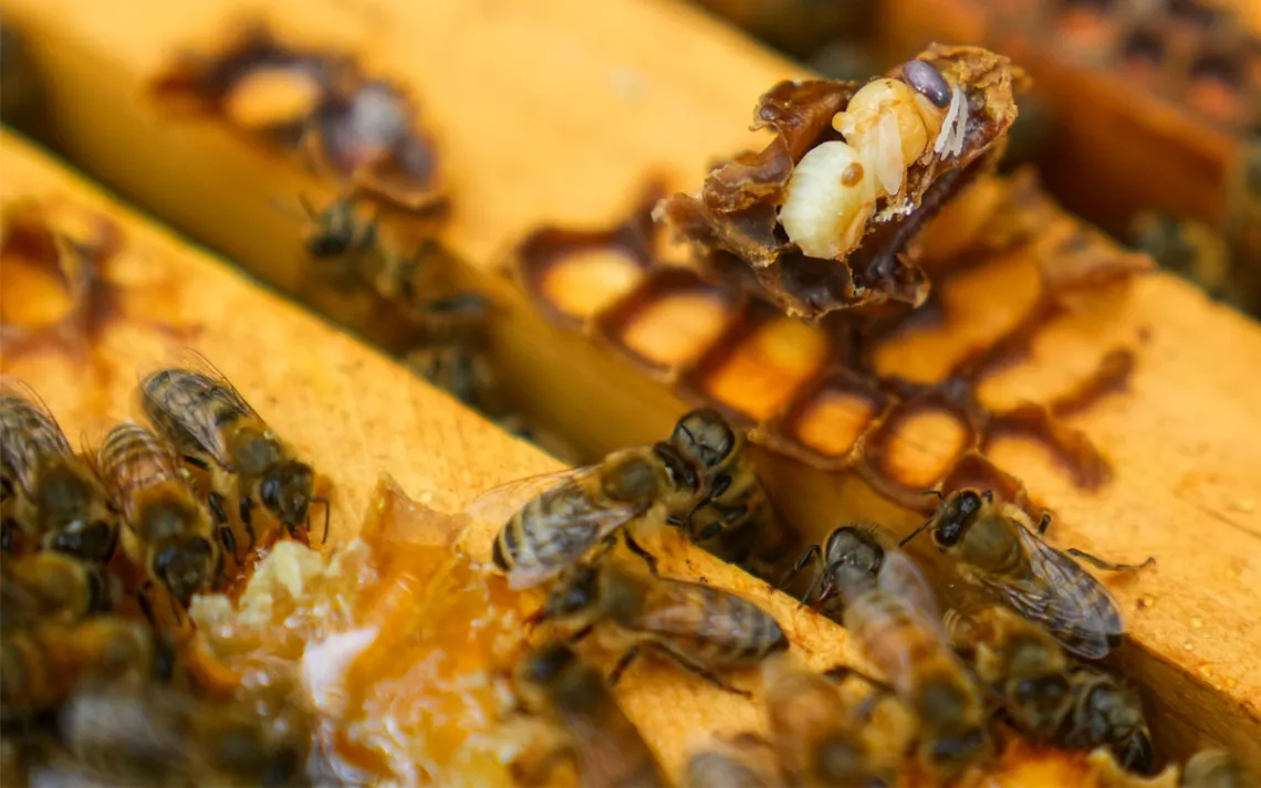 Parasitic mite Varroa is visible on a dead bee in a hive, Wednesday, June 21, 2023, in College Park, Md. A new survey says America's honeybee hives just staggered through the second highest death rate on record. The mites are a major factor why bee deaths are on the rise. 