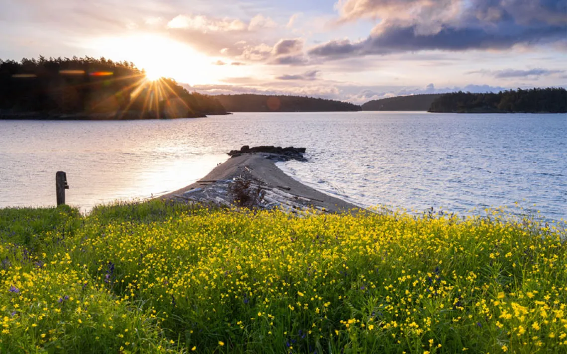 Looking out onto the water from Yellow Island, full of yellow blooms. 