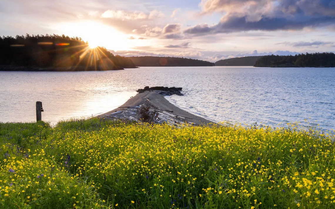 Looking out onto the water from Yellow Island, full of yellow blooms. 