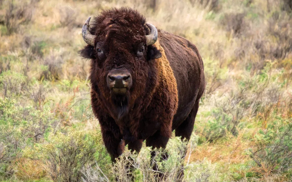 A bison, standing in a prairie, looks into the camera 