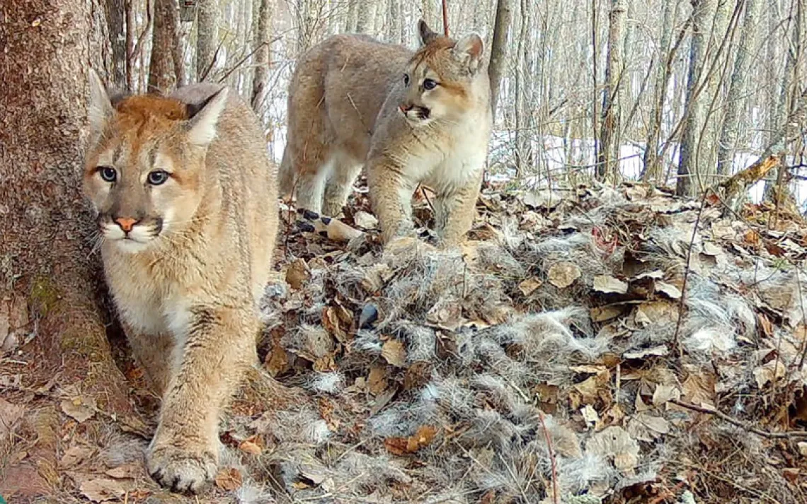 Cougar kittens captured on a wildlife cam near a deer carcuss.