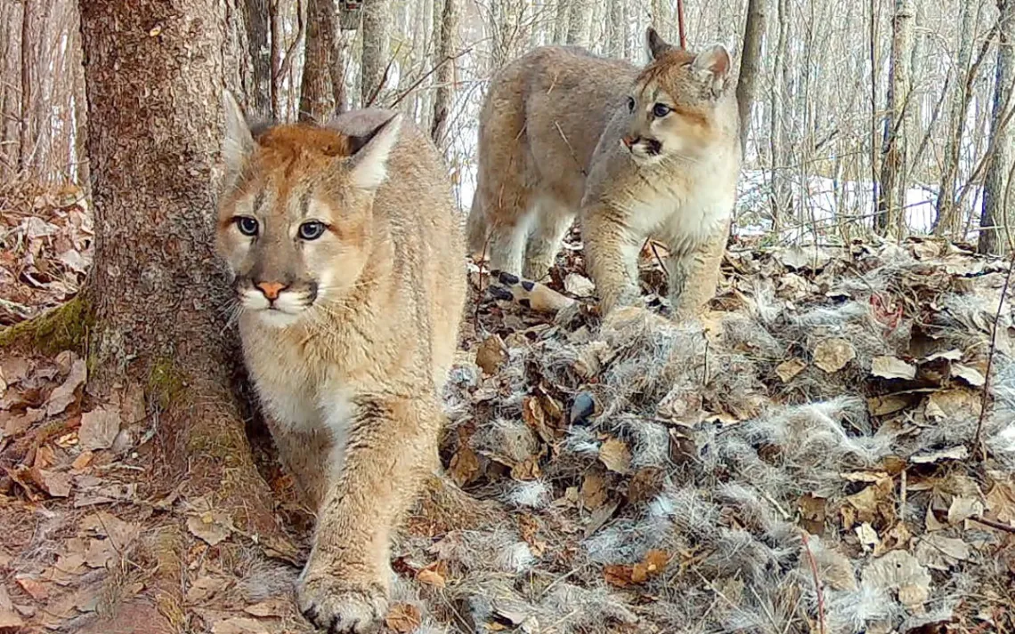 Cougar kittens captured on a wildlife cam near a deer carcuss.