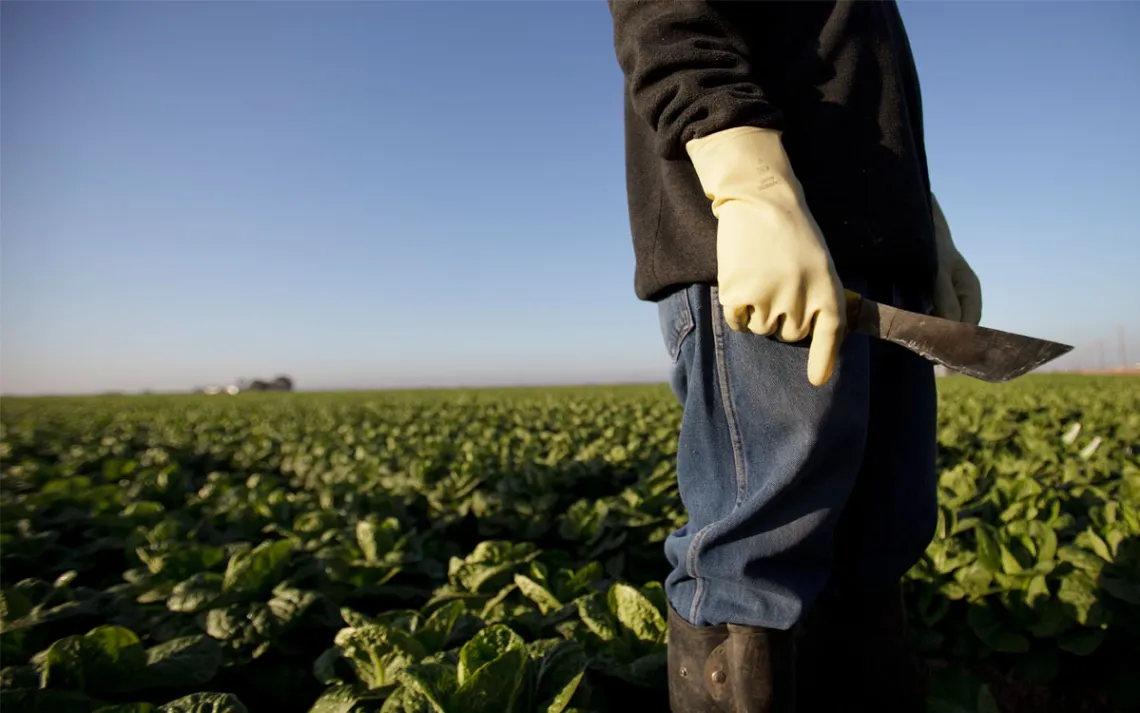 A farm worker in the field, harvesting crops