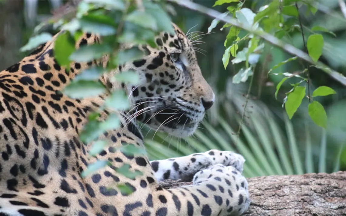 A jaguar, seen through branches, laying on a branch.