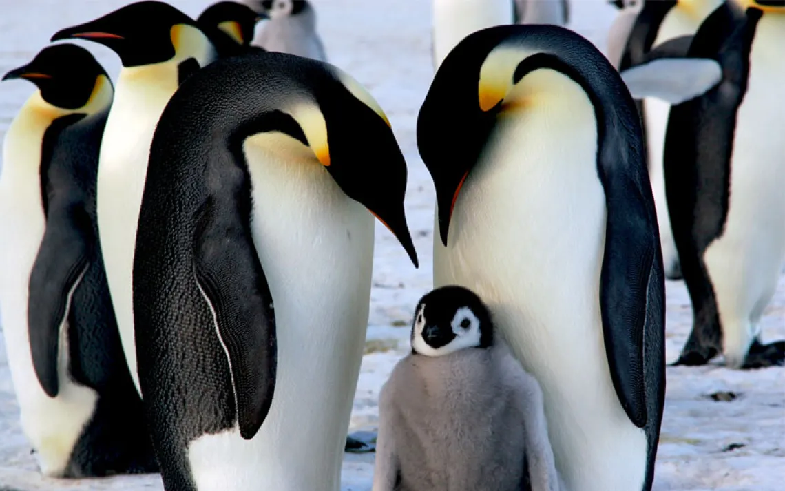 Emperor penguin parents doting over their fuzzy chick