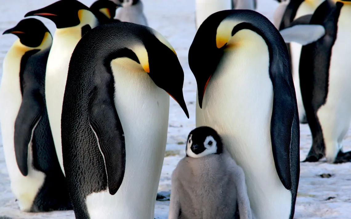 Emperor penguin parents doting over their fuzzy chick