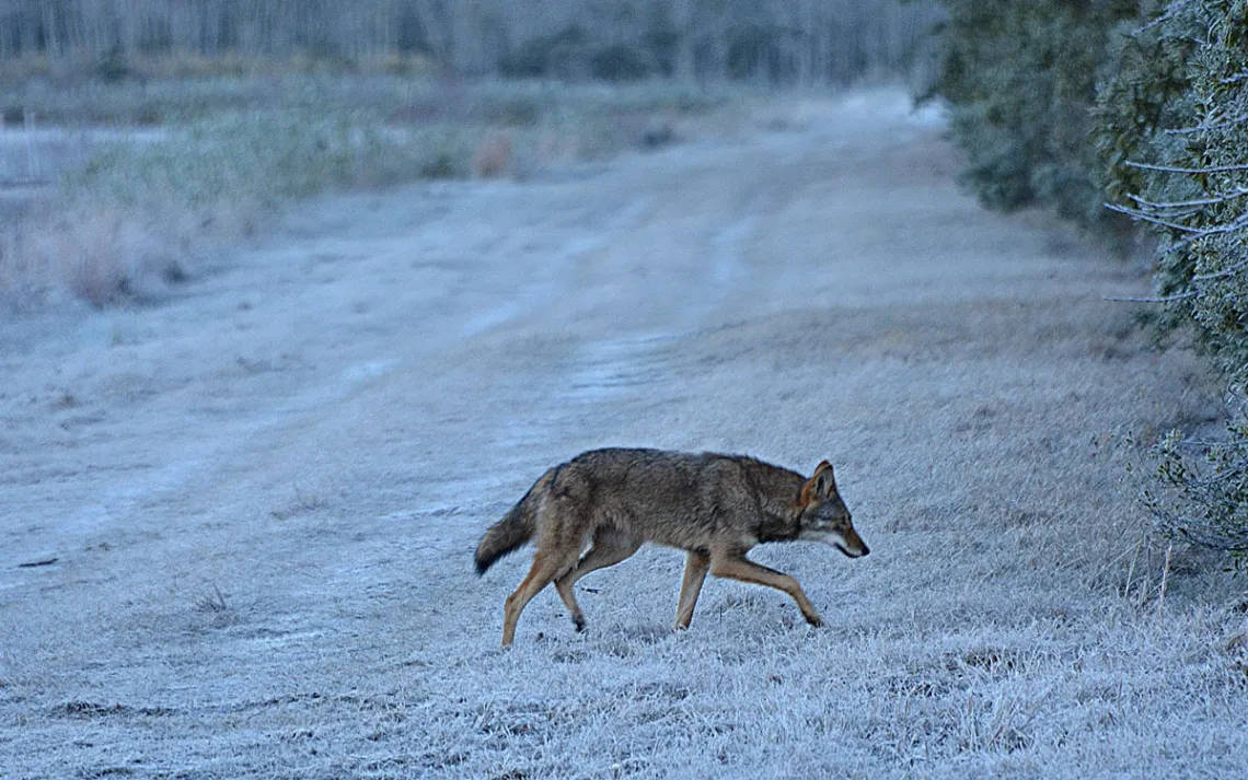 A red wolf crossing a dirt road within the wildlife refuge.