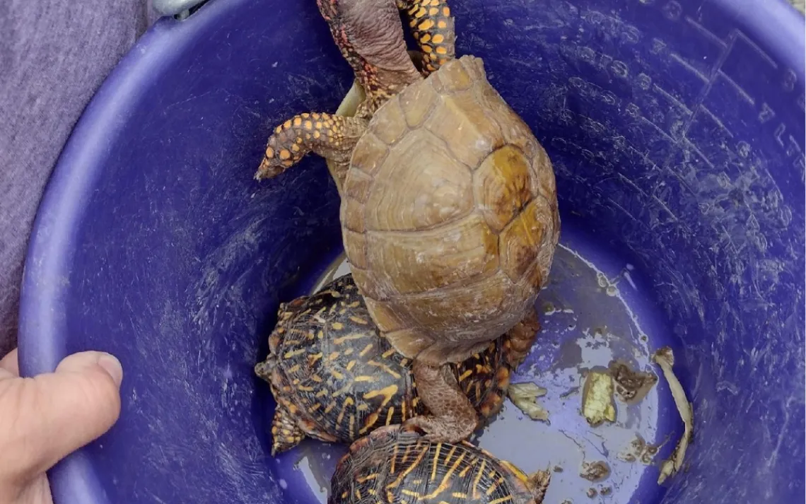 Turtle Racing Slips Is turtle racing happening in your area? | Sierra Club