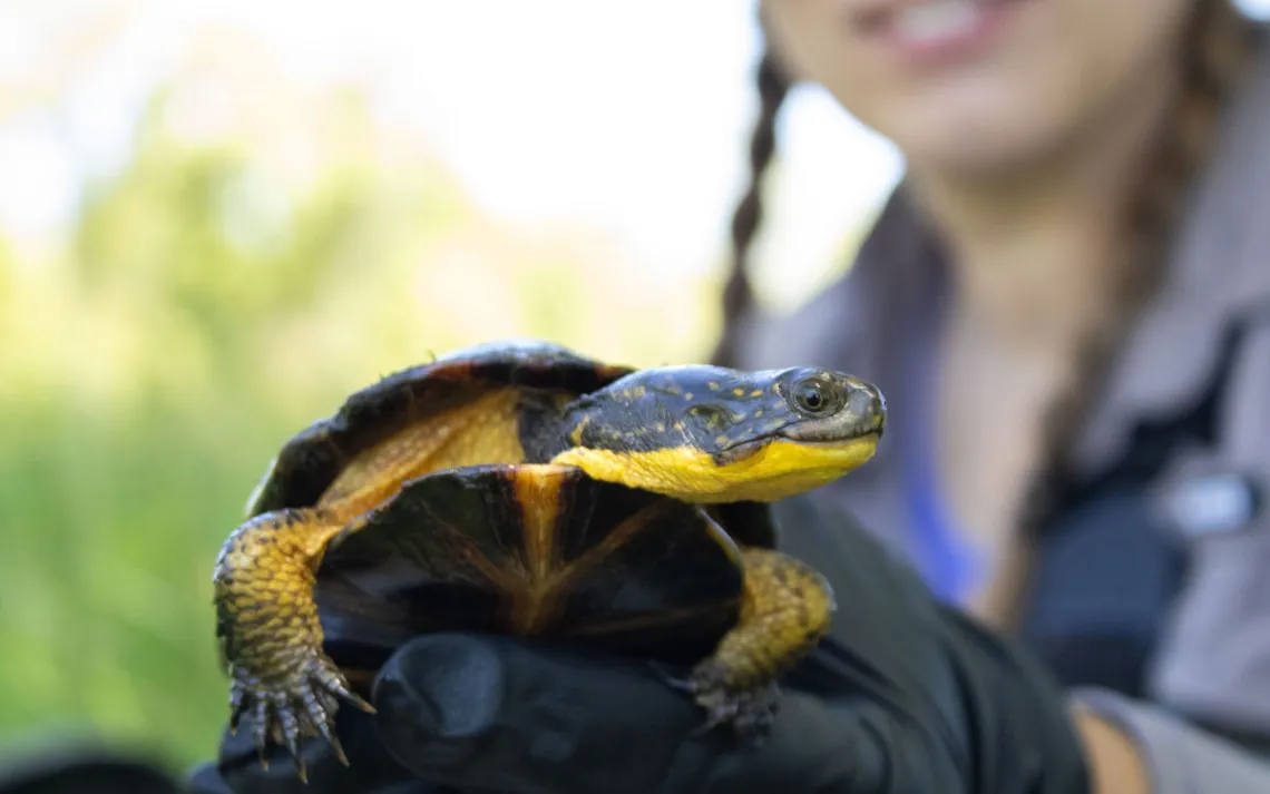 Callie Klatt Golba holds a Blanding's turtle in front of the camera before taking its measurements June 2, 2026, in Illinois. 