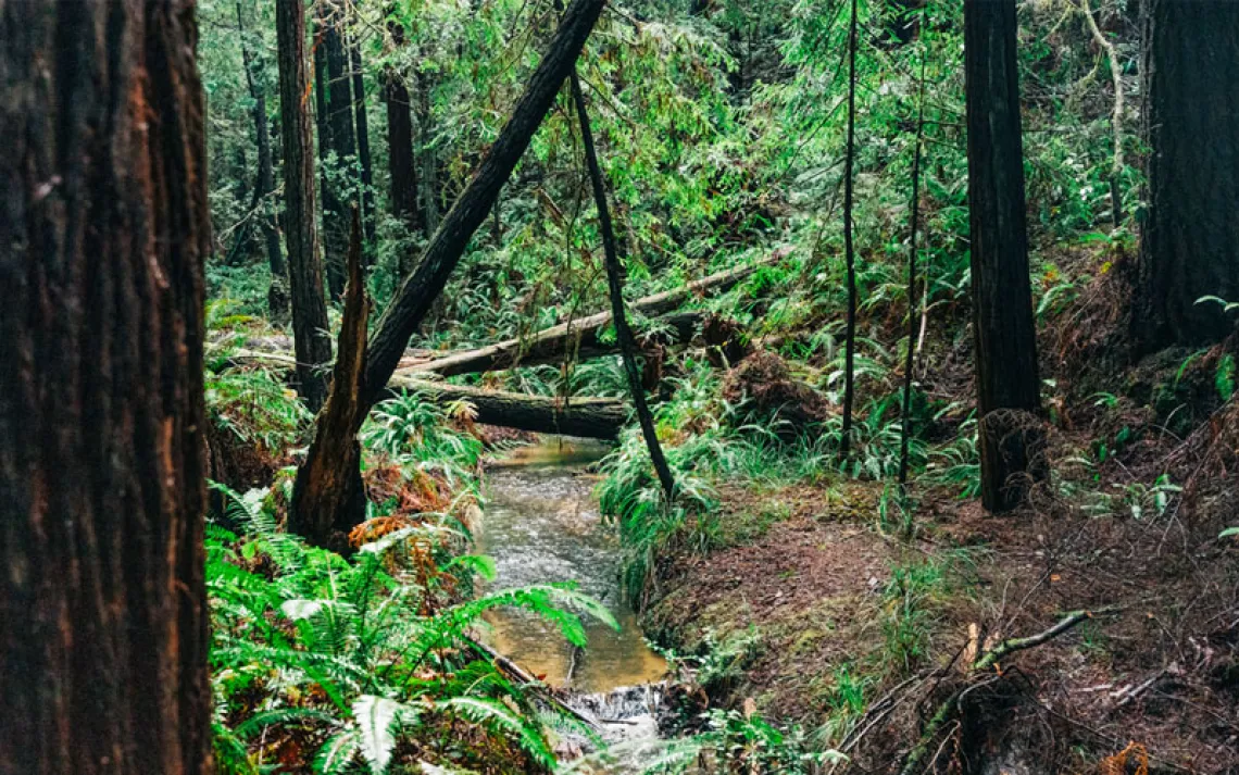 A creek in the Jackson Demonstration State Forest