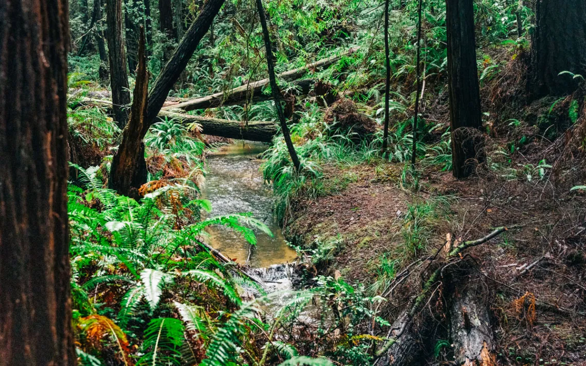 A creek in the Jackson Demonstration State Forest