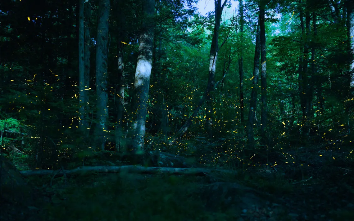 Fireflies in Great Smoky Mountains