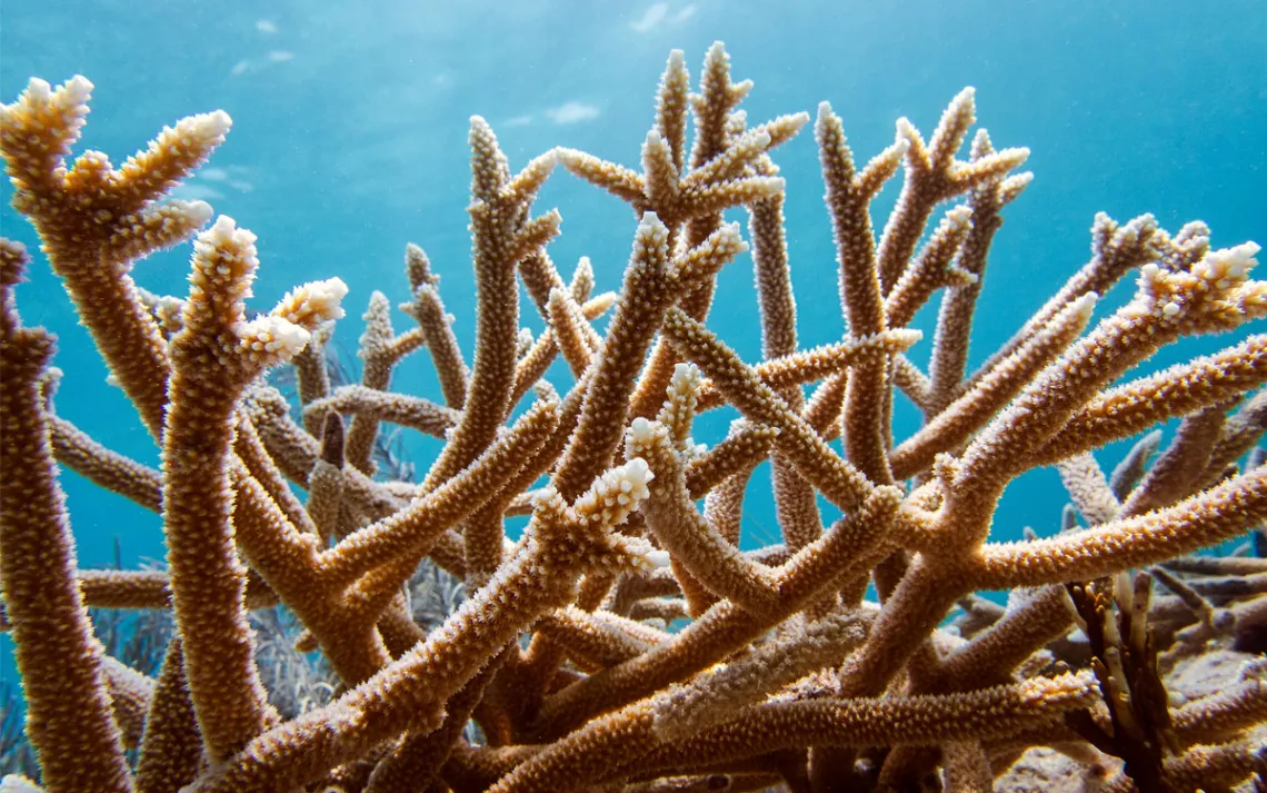 Stag horn coral with a sky blue sea in the background - Photo courtesy of Leche Studios for Miami Waterkeeper