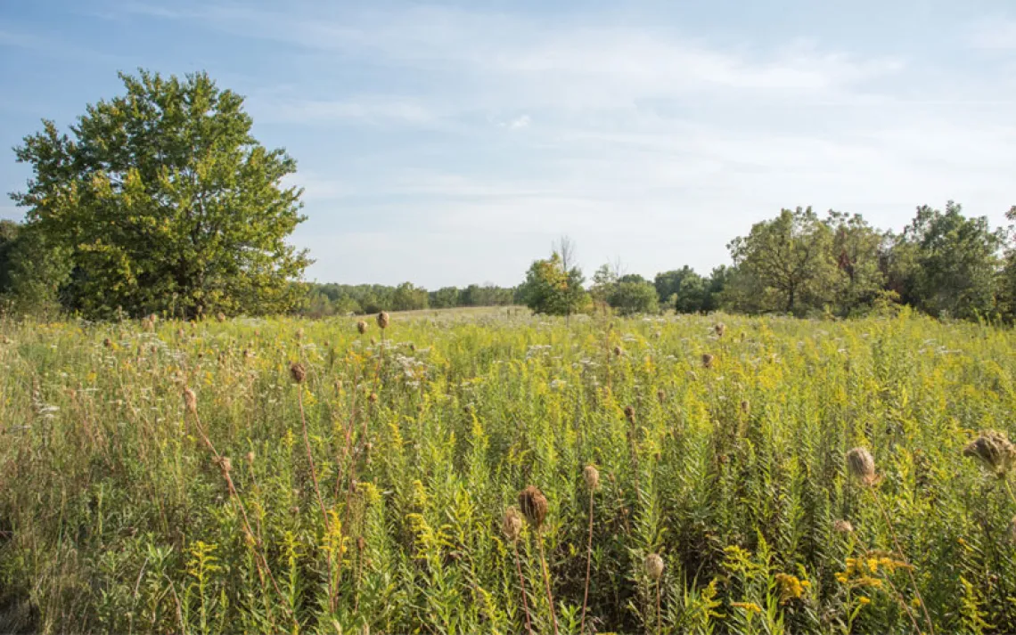 Peaceful prairie landscape with tall grasses, wildflowers and woodland growth at McDowell Grover Forest Preserve in Naperville, Illinois