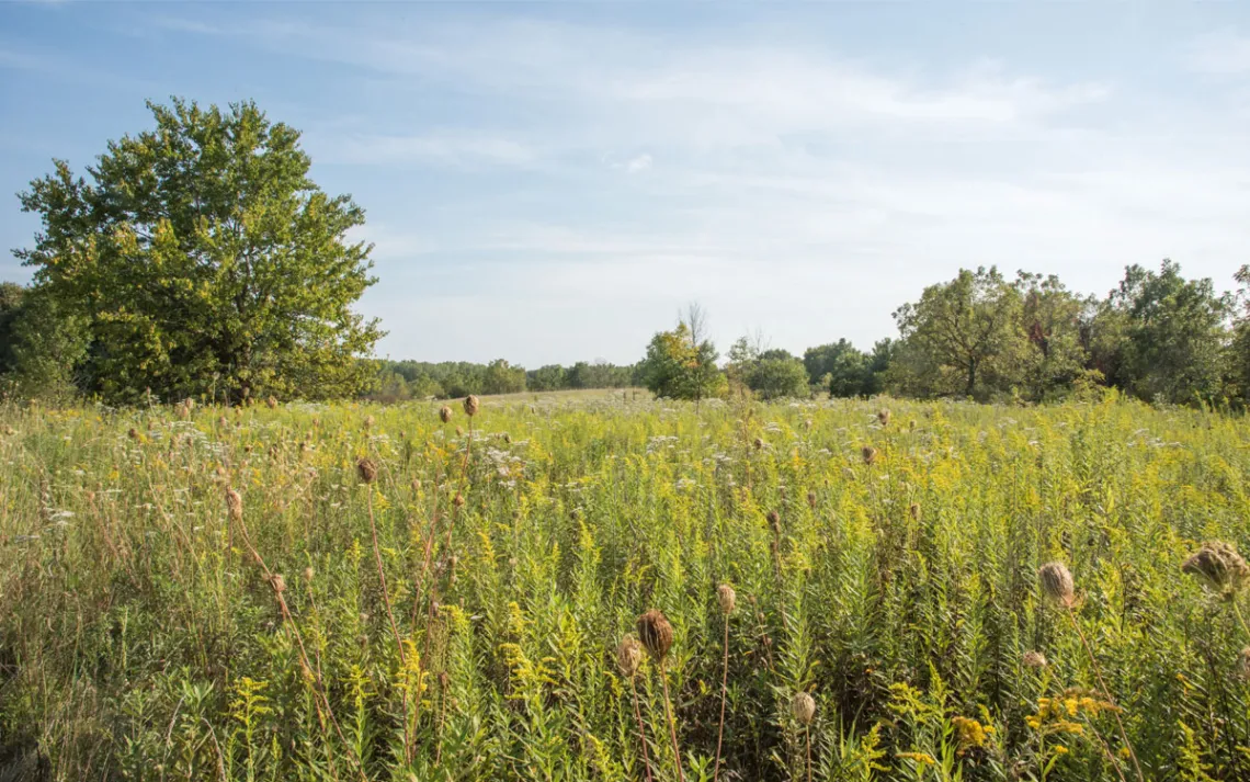 Peaceful prairie landscape with tall grasses, wildflowers and woodland growth at McDowell Grover Forest Preserve in Naperville, Illinois