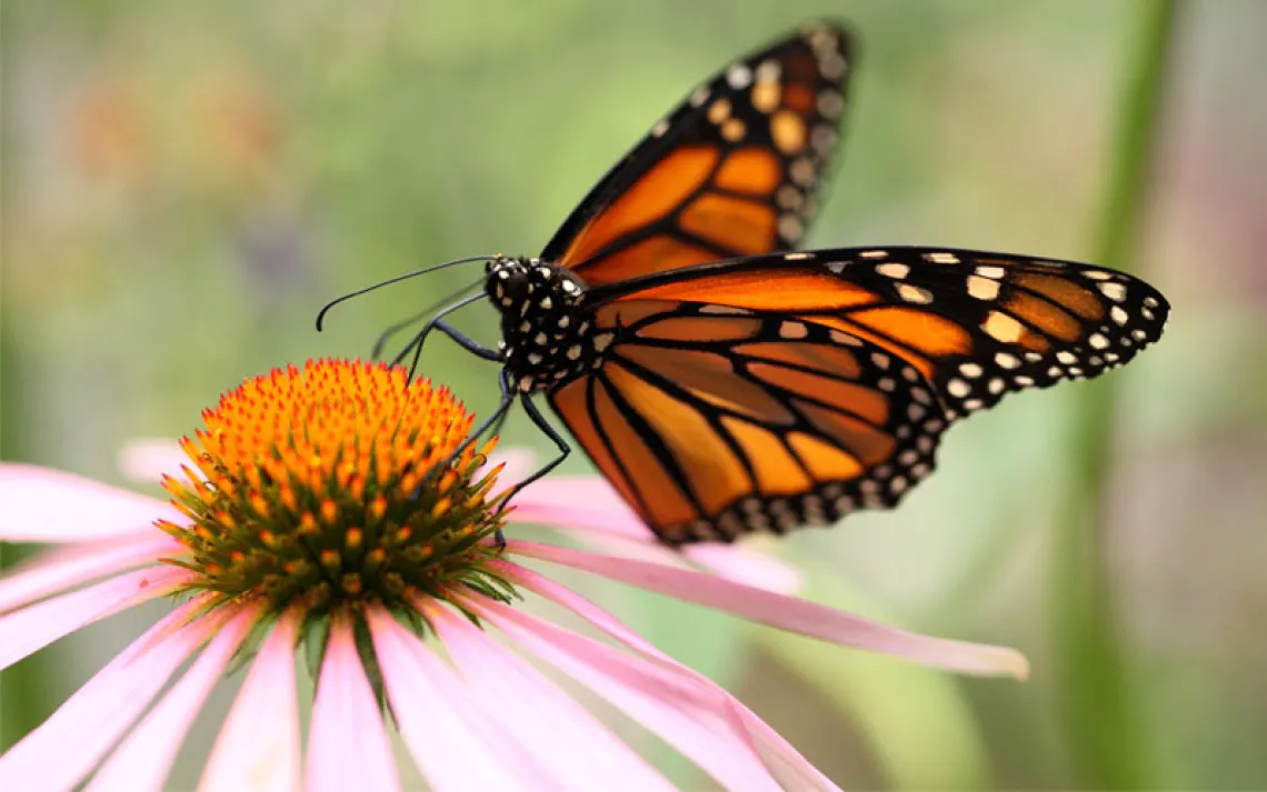 Monarch Butterfly (Danaus plexippus) on Cone Flower (Echinacea purpurea)