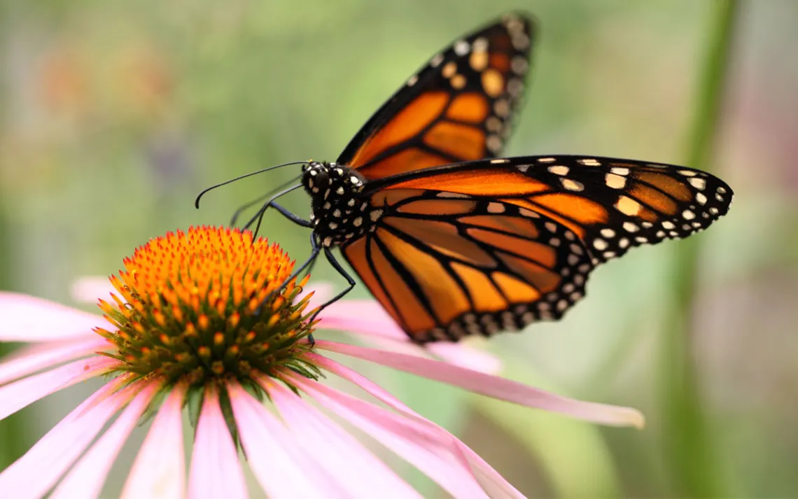 Monarch Butterfly (Danaus plexippus) on Cone Flower (Echinacea purpurea)