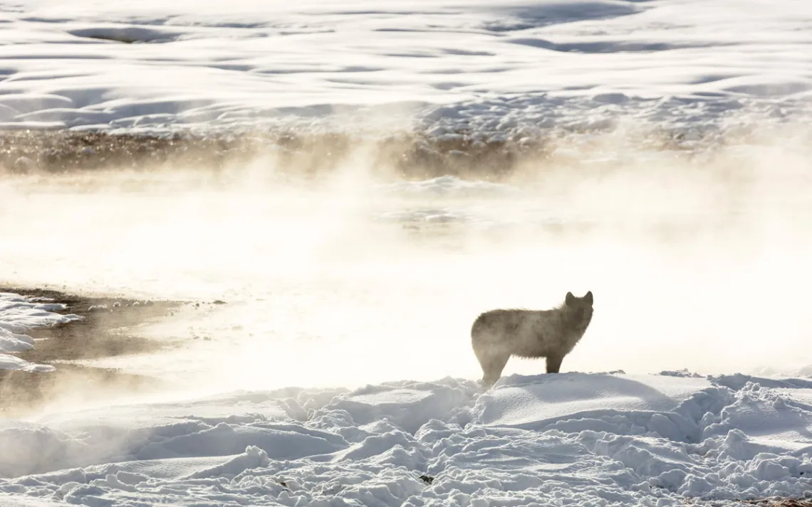 A black Yellowstone wolf stands in a landscape blanketed in snow while steam from a geyser rises from behind 
