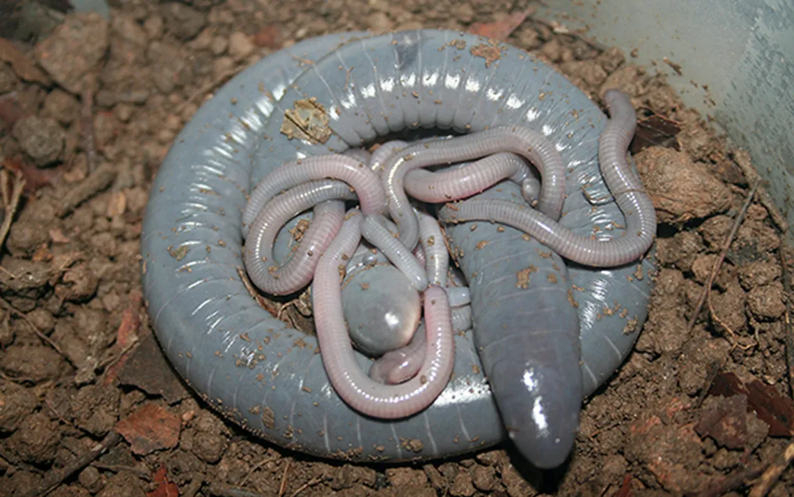 Caecilian female coiled up with babies