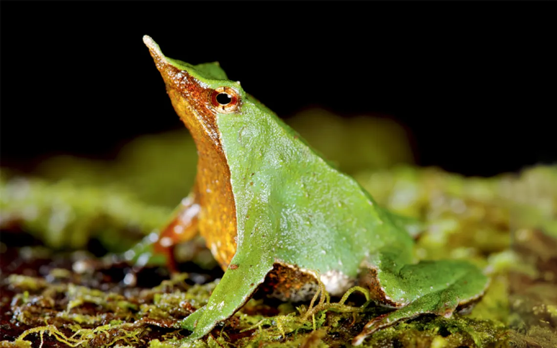 Close-up of a male Darwin's Frog with growing frogs inside his golden vocal sac