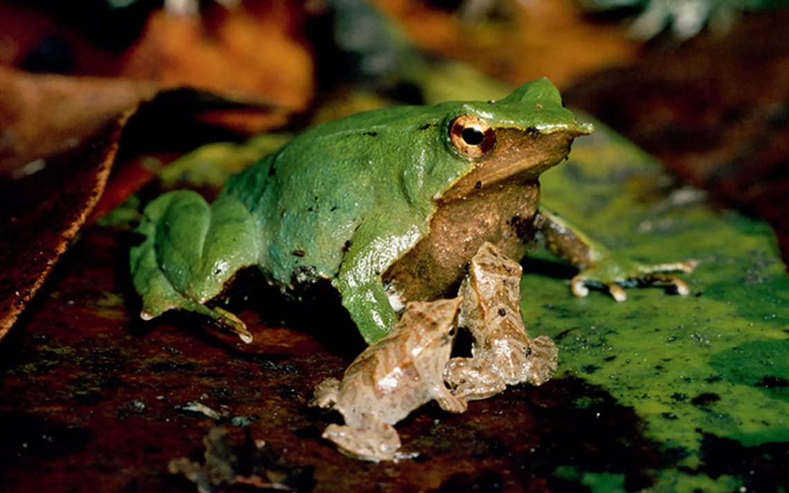 Darwin's Frog with two froglets