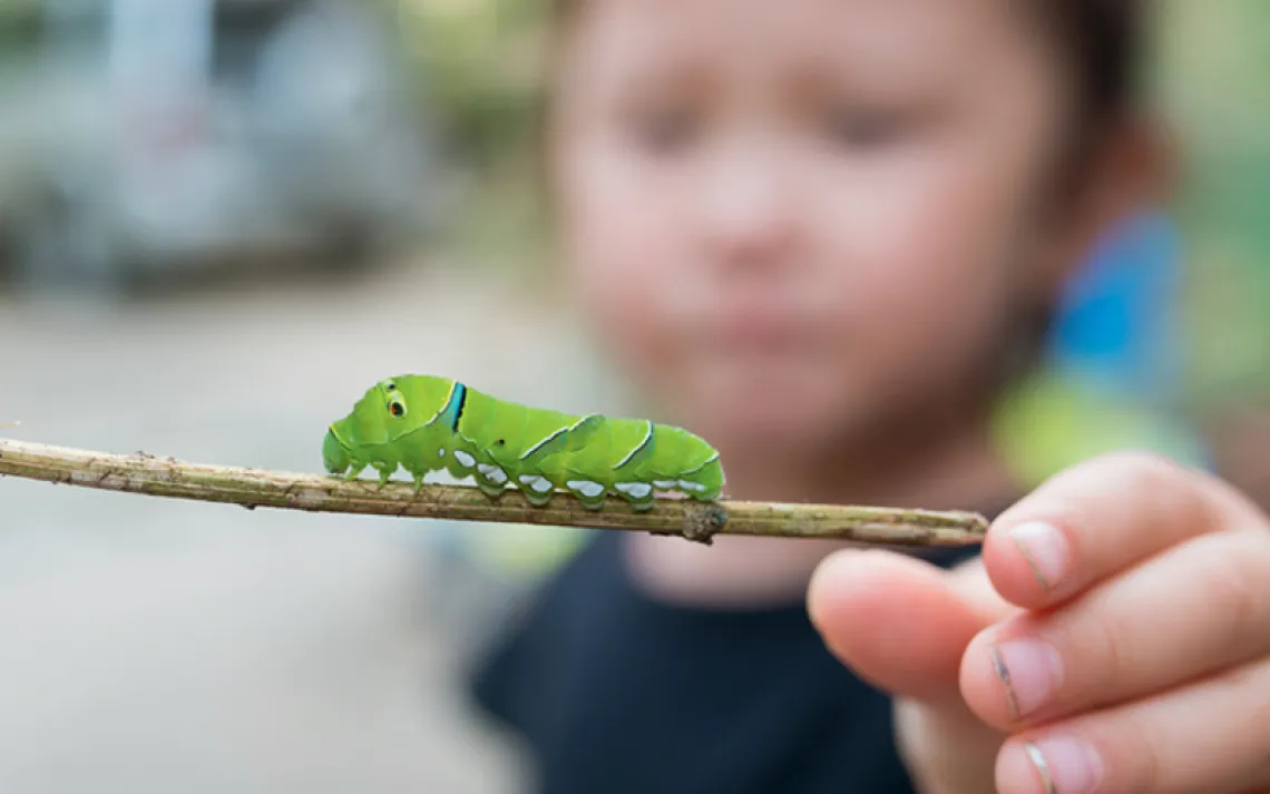 Close-up of a green caterpillar on a stick with a blurry child holding it in the background