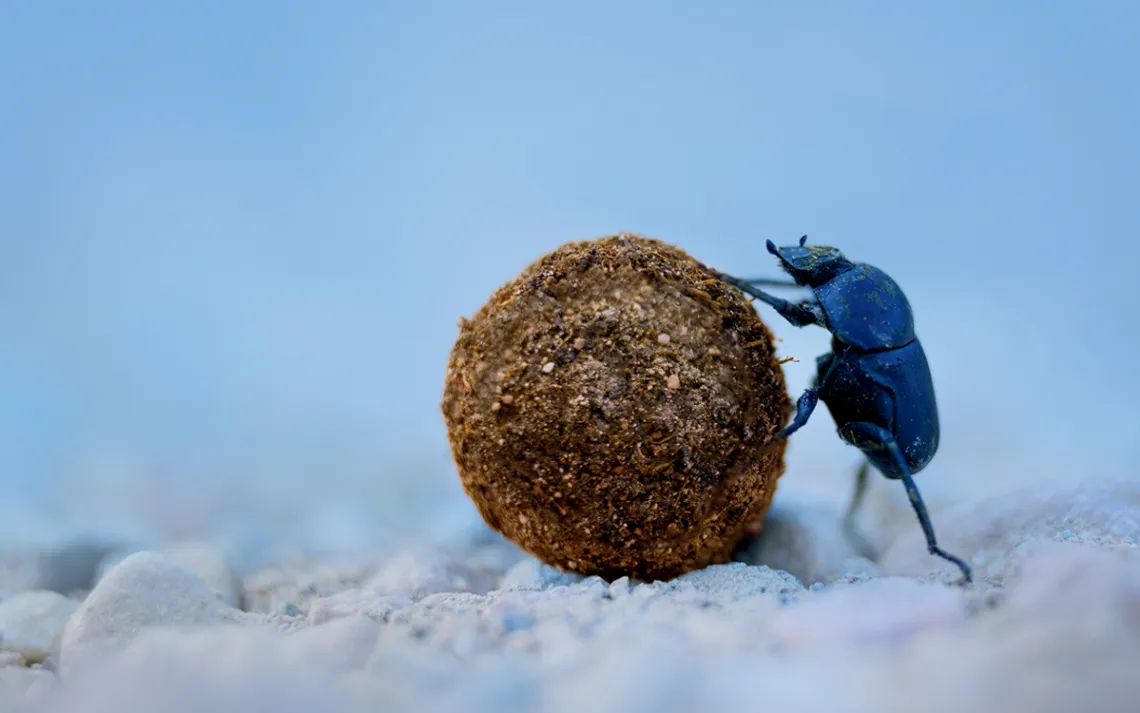 Close-up of a blue dung beetle pushing a large ball of dung on the ground.