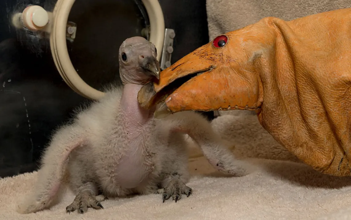 A leather condor puppet nuzzles a fluffy white condor chick with its fake beak in an incubator.