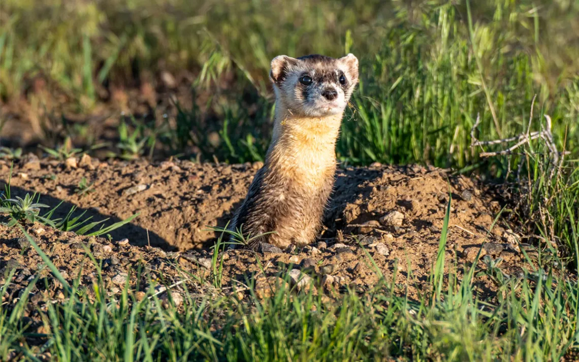 A black-footed ferret peeks out of its burrow.