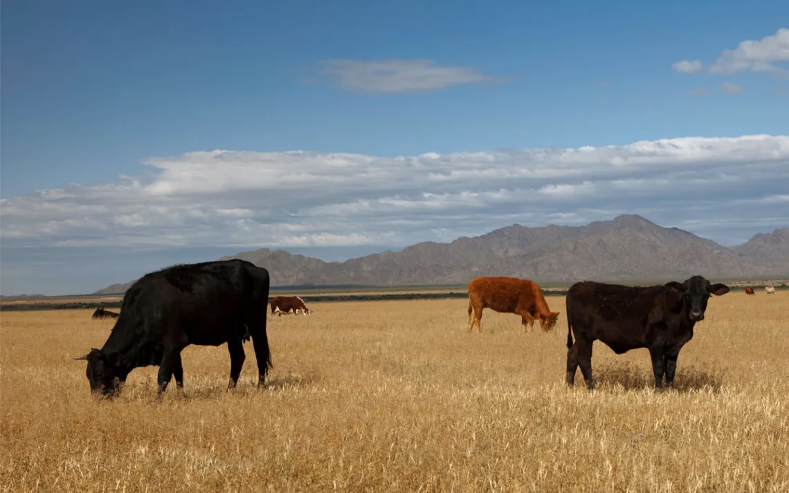Cattle grazing in a parched field with mountains emerging in the background. 