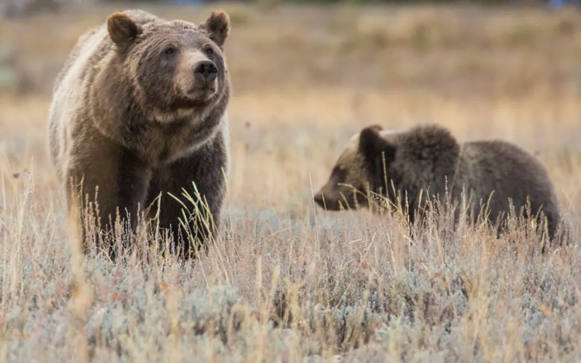 Grizzly bear 399 with one of her cubs. 