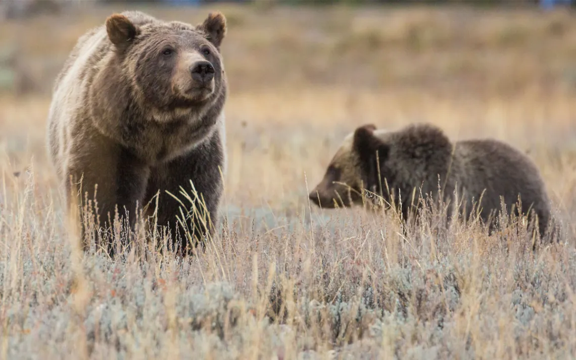 Grizzly bear 399 with one of her cubs. 