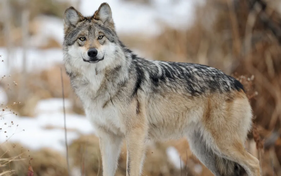 A Mexican gray wolf standing in the snow.