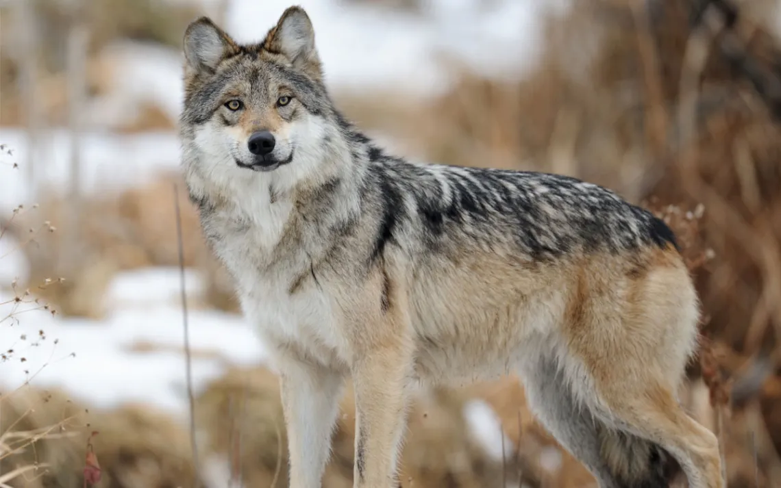 A Mexican gray wolf standing in the snow.
