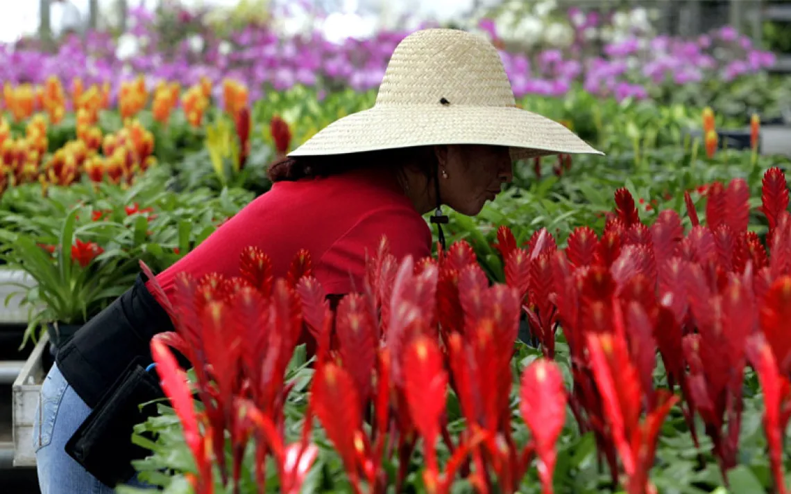 Sara Mendez prepares bromeliads for shipment to retail stores while working at Kerry's Bromeliad Nursery in Homestead, Fla. 