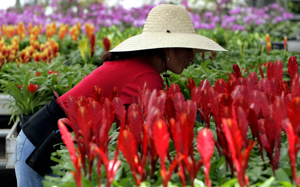 Sara Mendez, 40, prepares bromeliads for shipment to retail stores while working at Kerry's Bromeliad Nursery in Homestead, Fla. 