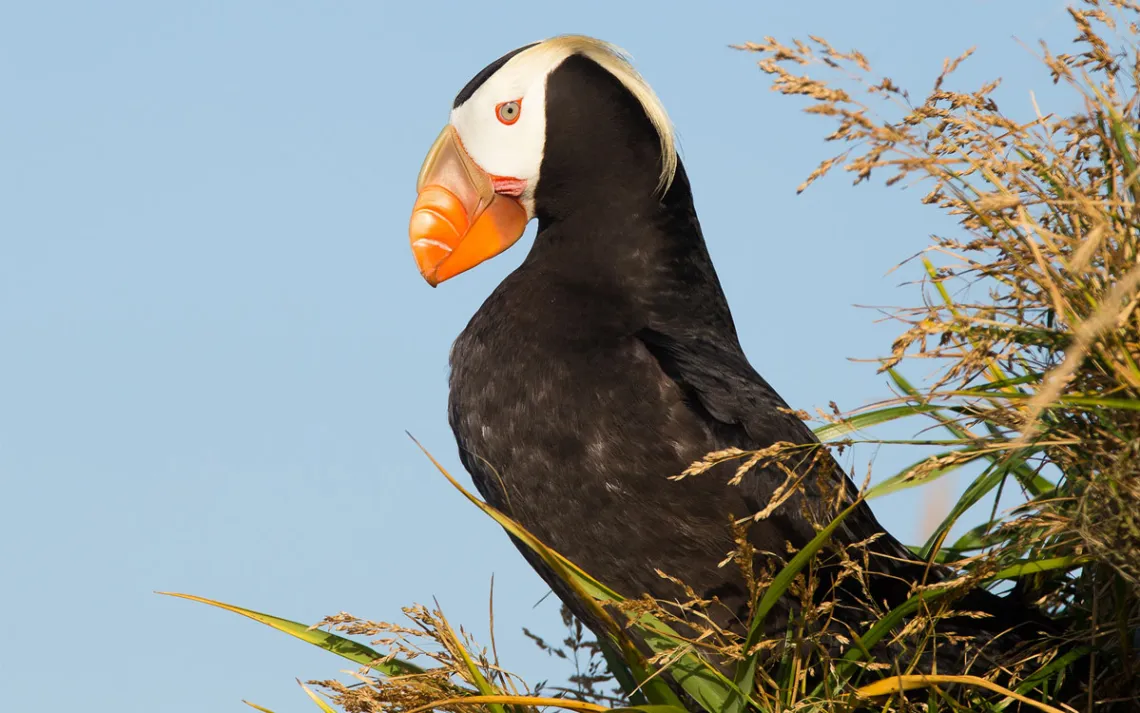 A tufted puffin near a burrow on Puffin Island, off the coast of Kodiak Island.