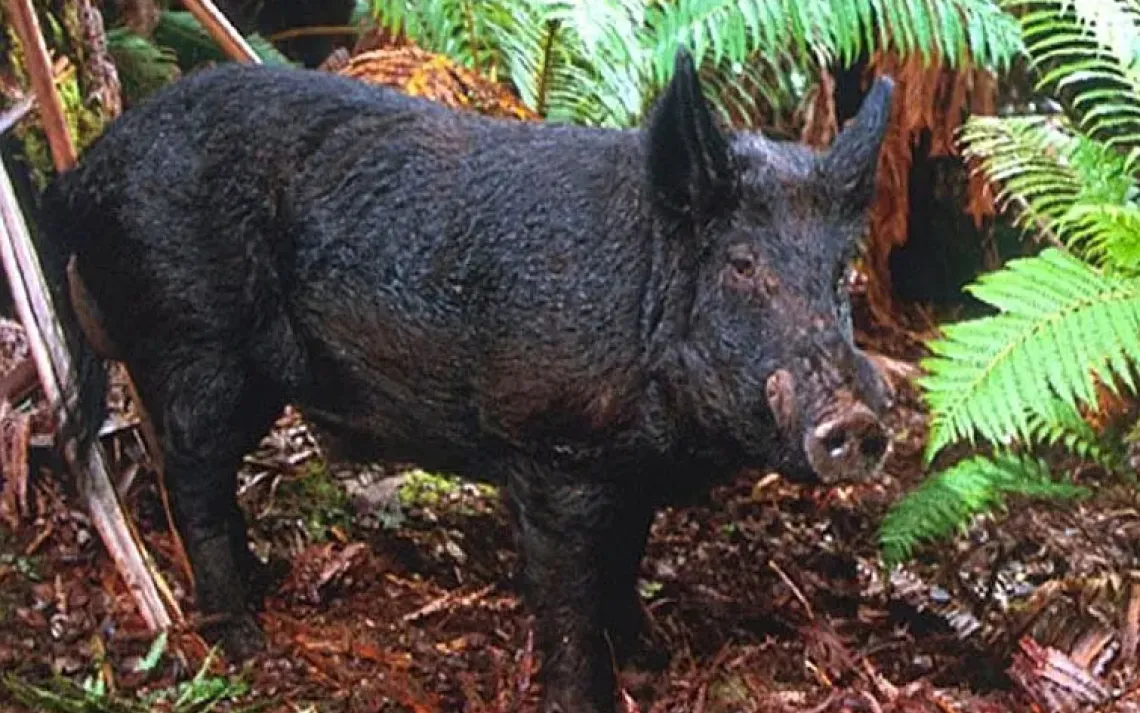 Wild boar in Hawaii