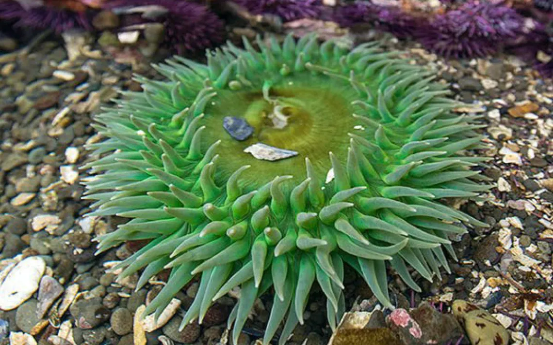 Anemone