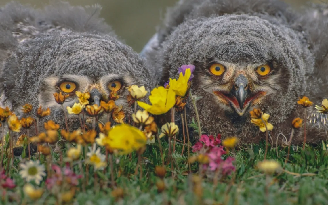 Snowy Owls. Photo by Art Wolfe.