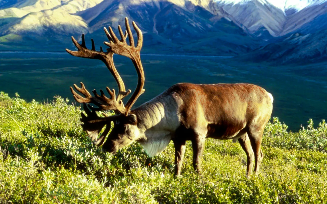 Caribou