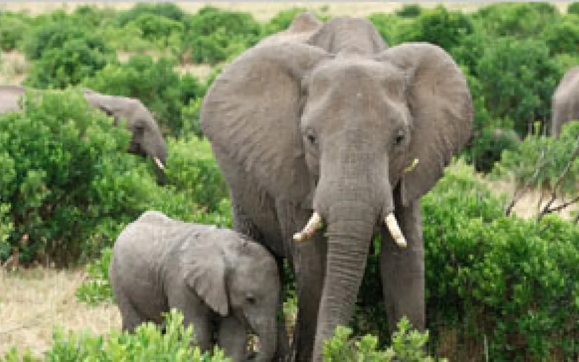 African elephants, Samburu National Reserve, Kenya