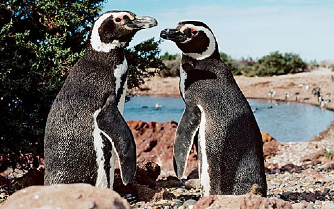 More than 200,000 penguin pairs breed each year at Punta Tombo, many returning to the same burrow every season.