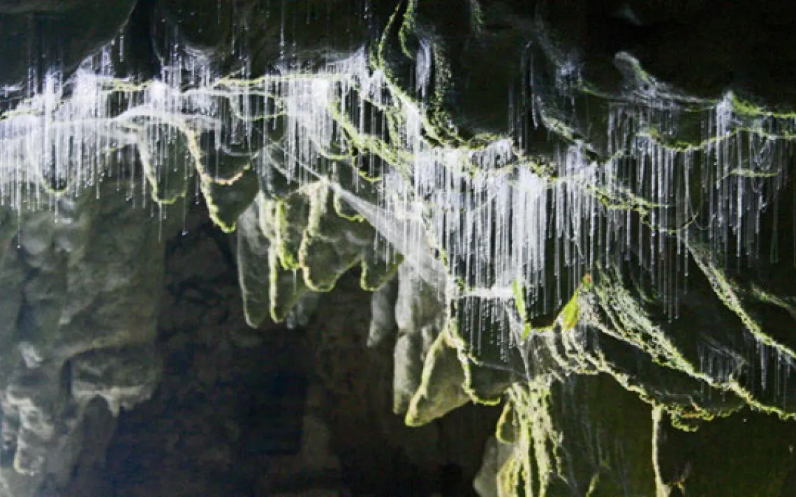 When poop glows: Luminous waste of the fungus gnat ignites an underground light show in New Zealand, evoking ewws and aahs from visitors.