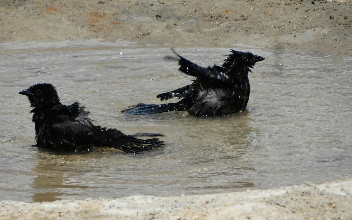 birds in oil spill
